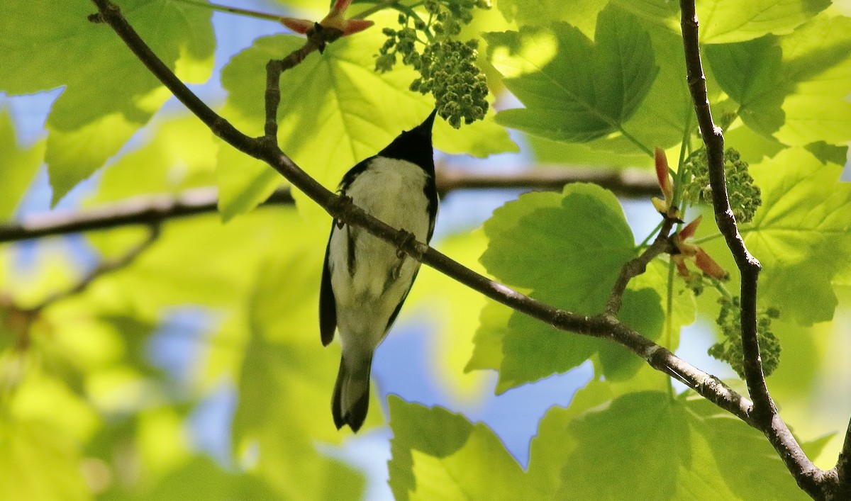 Black-throated Blue Warbler - Carlos  Pedro