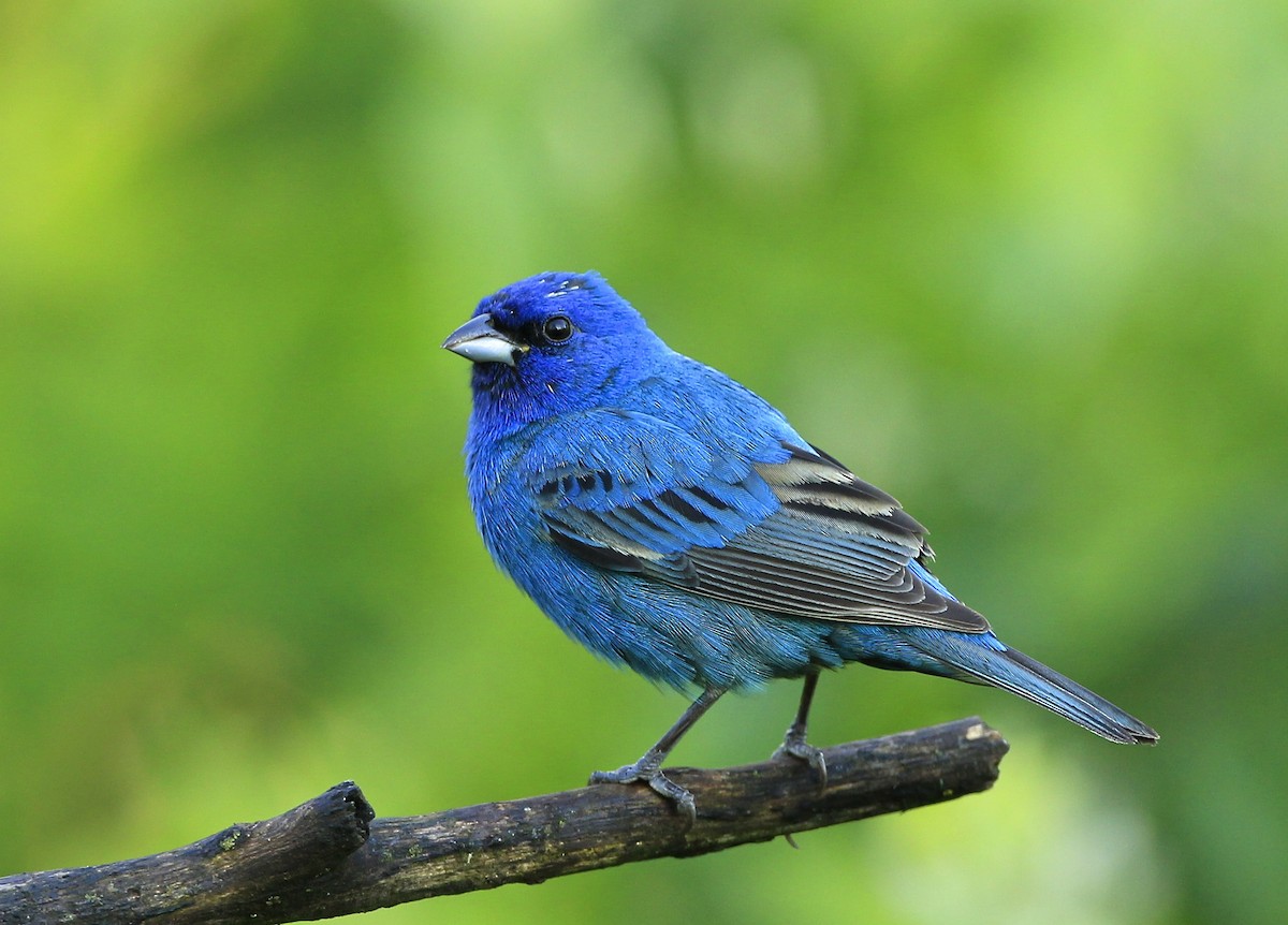 Indigo Bunting - James Kinderman