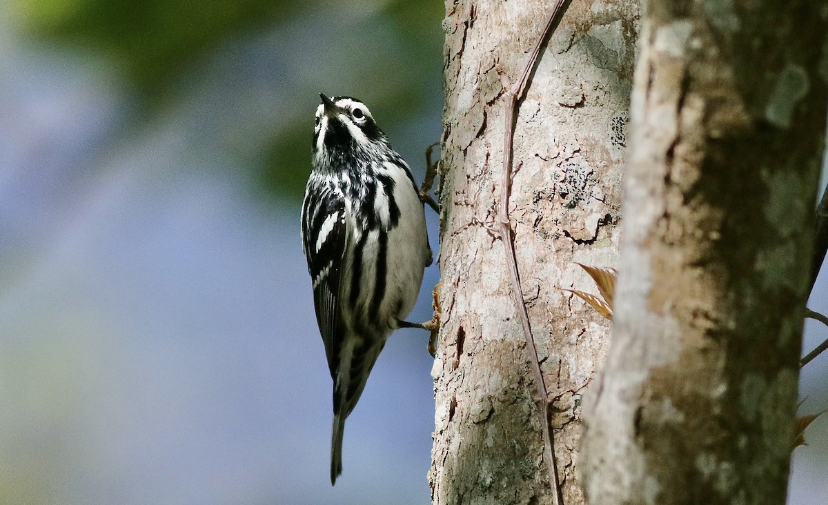 Black-and-white Warbler - ML618853431