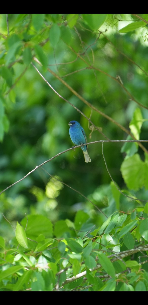 Indigo Bunting - Rachel Wood