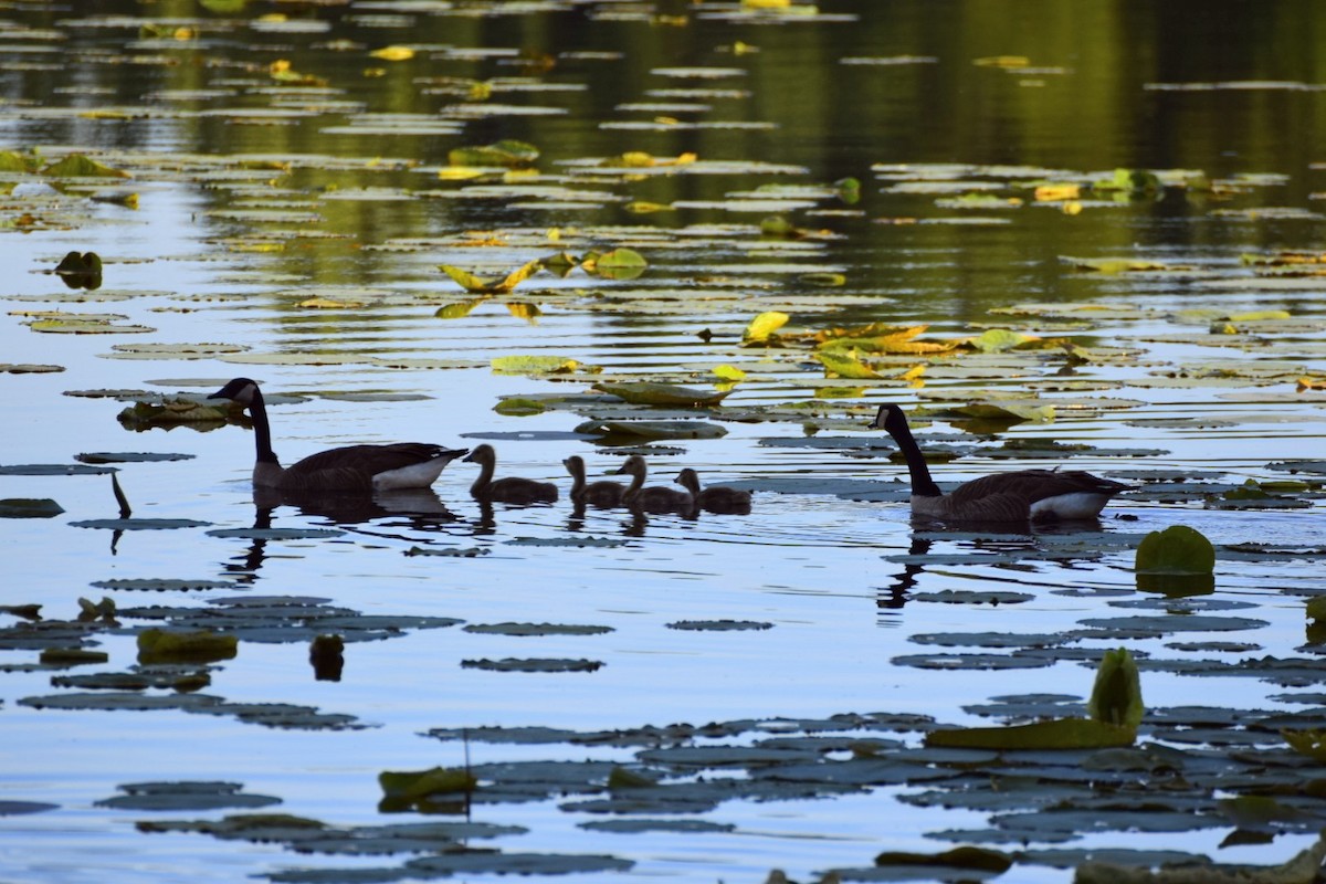 Canada Goose - Larry Chitwood