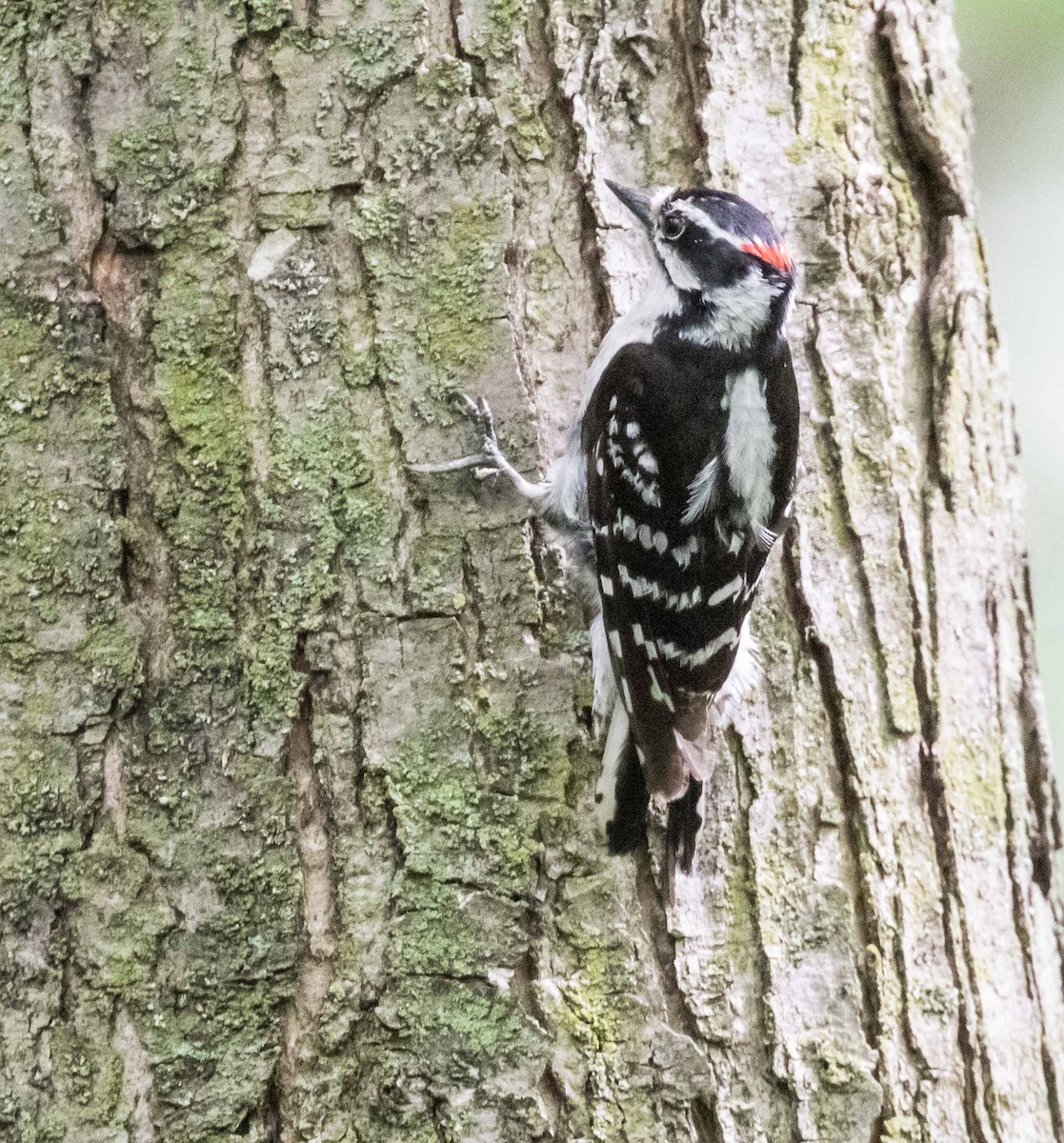 Downy Woodpecker - David Crotser