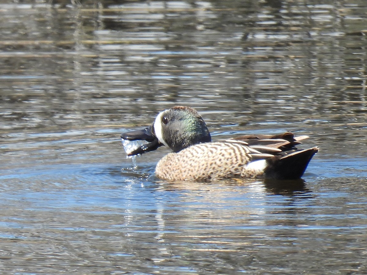 Blue-winged Teal - Pam Hawkes