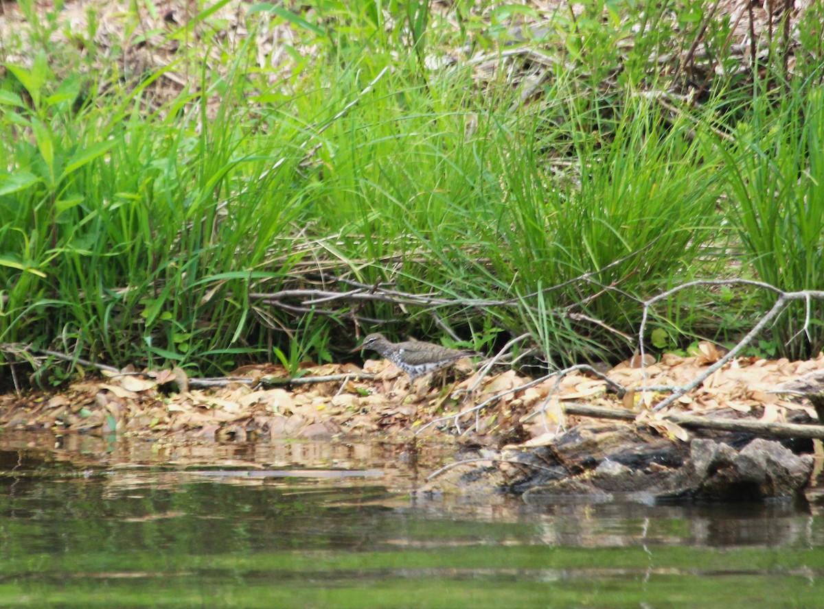 Spotted Sandpiper - Samuel Perloff