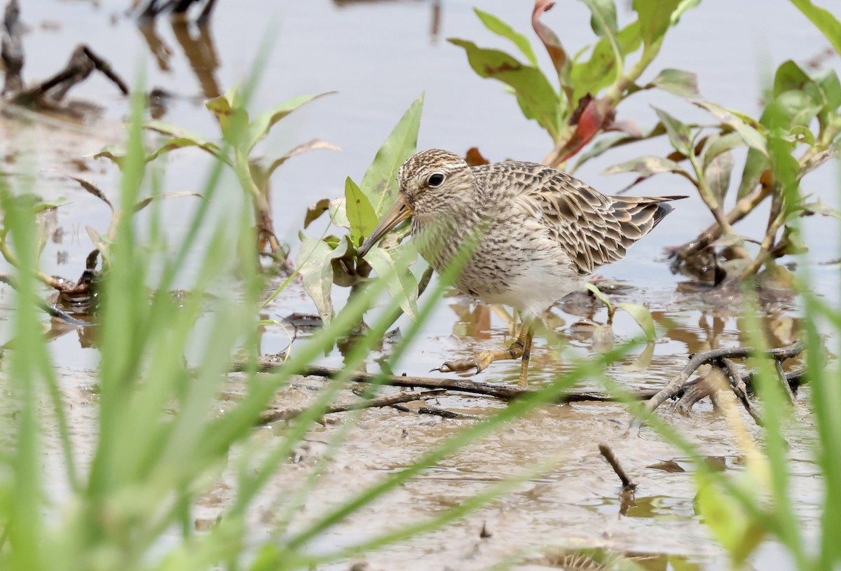 Pectoral Sandpiper - Grace Simms  🐦‍⬛