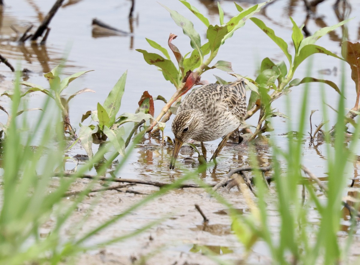 Pectoral Sandpiper - Grace Simms  🐦‍⬛