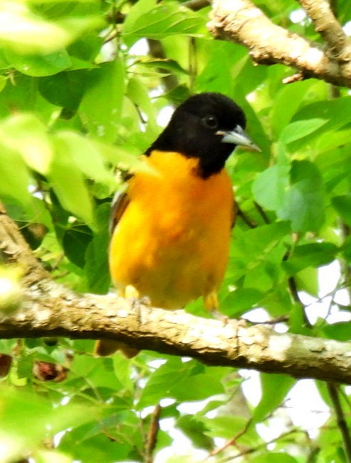 Oriole de Baltimore - ML618853471