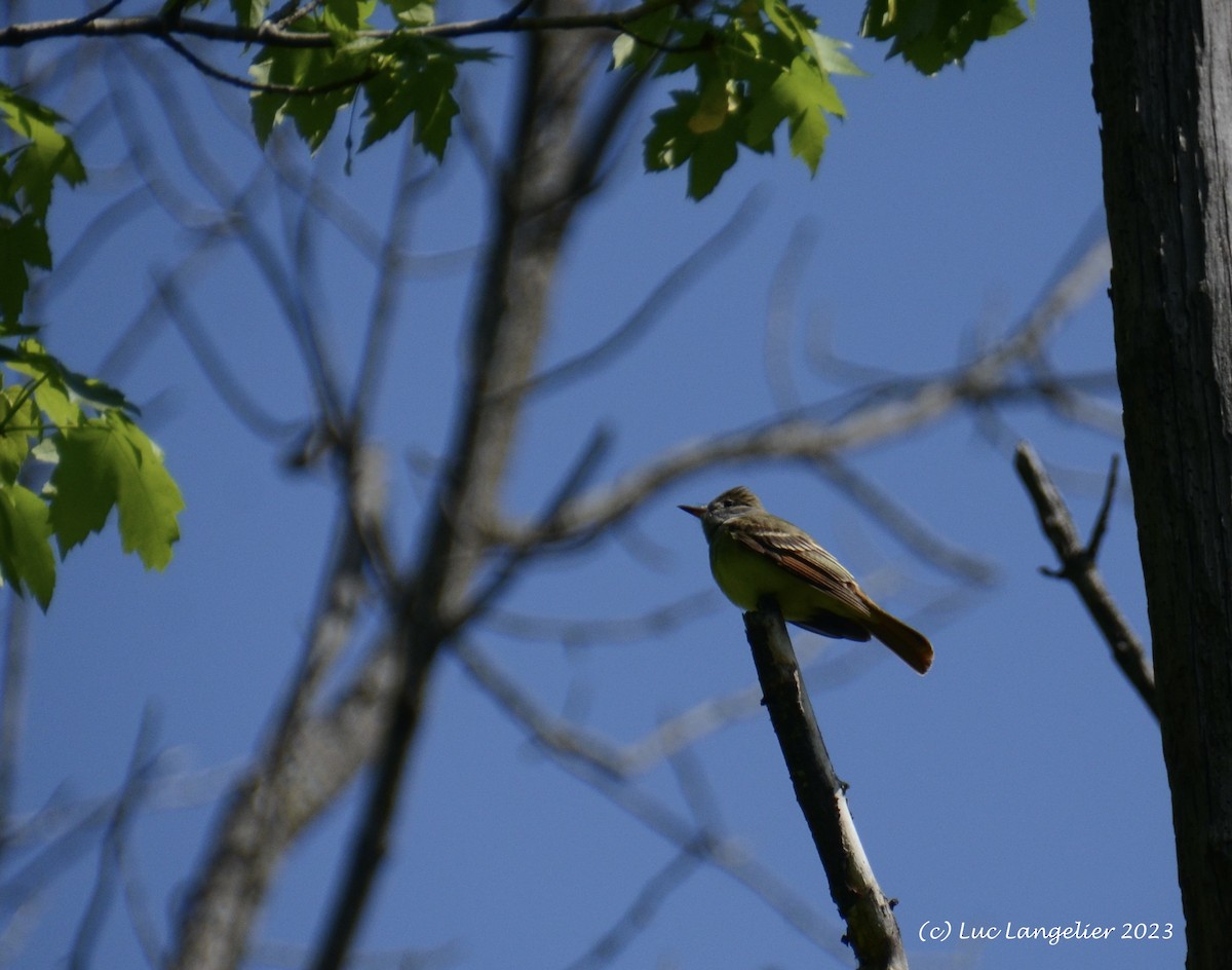 Great Crested Flycatcher - ML618853472