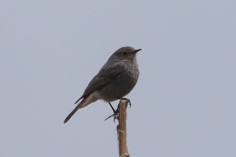 Black Redstart - ML618853474