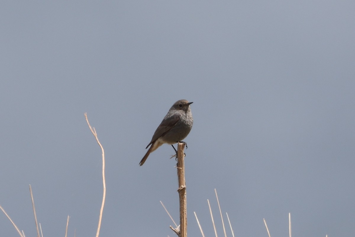 Black Redstart - ML618853476