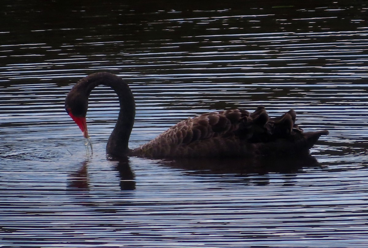 Black Swan - Paul Dobbie