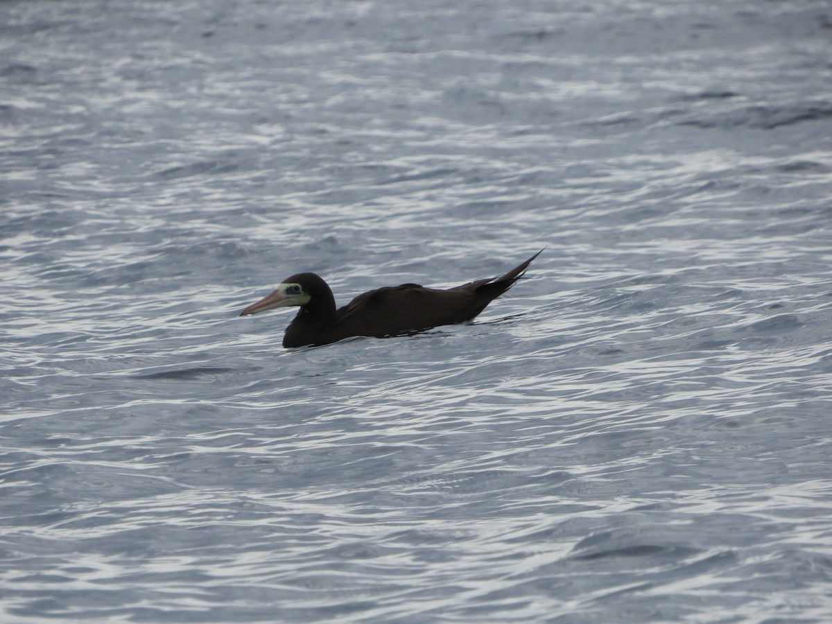 Brown Booby - Joshimar Navarro