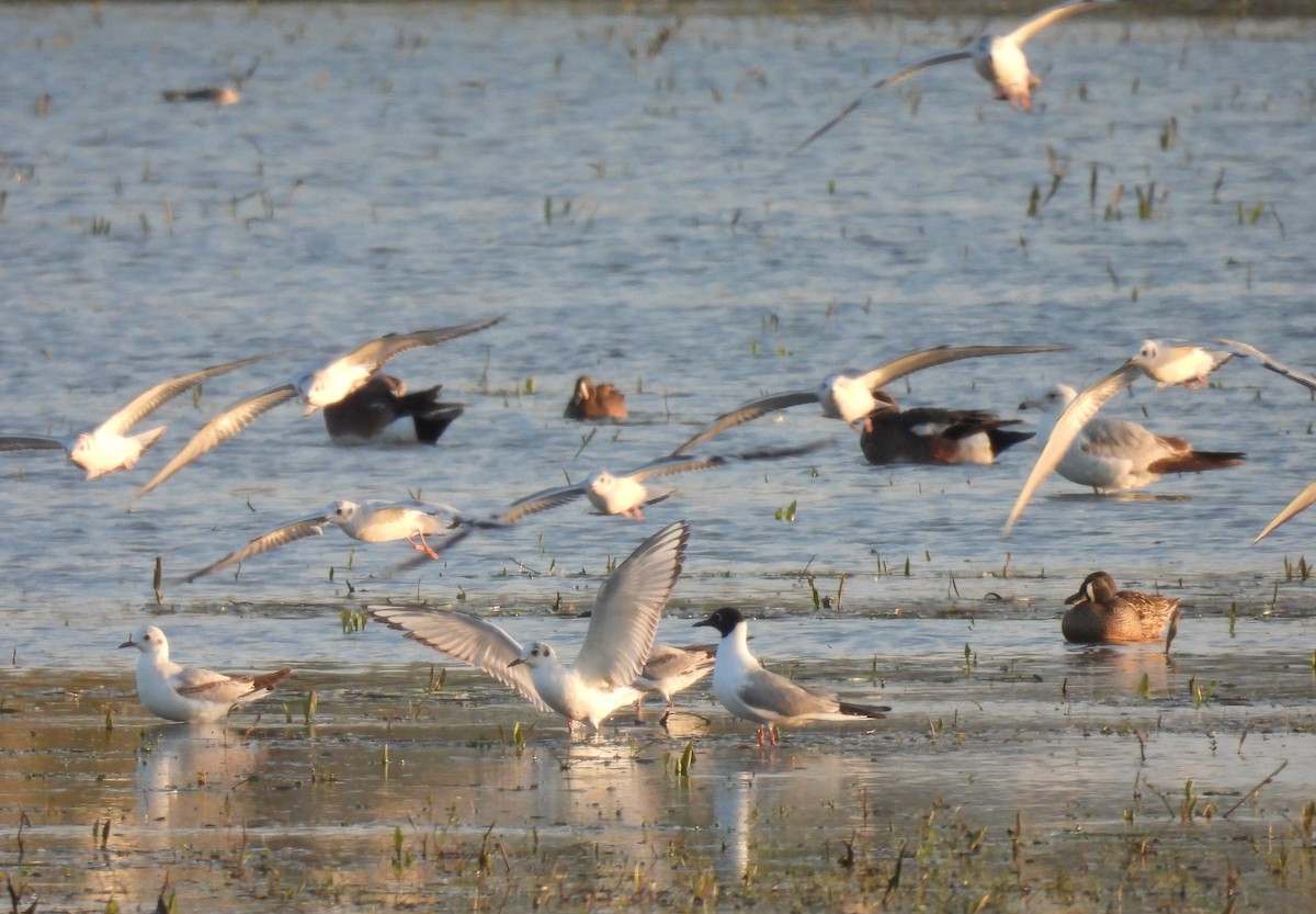 Bonaparte's Gull - Jay Solanki