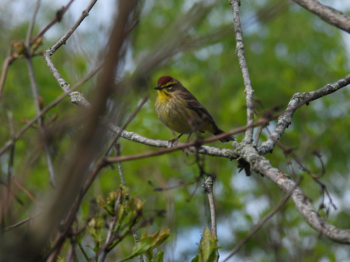 Palm Warbler - Beth Lenoble