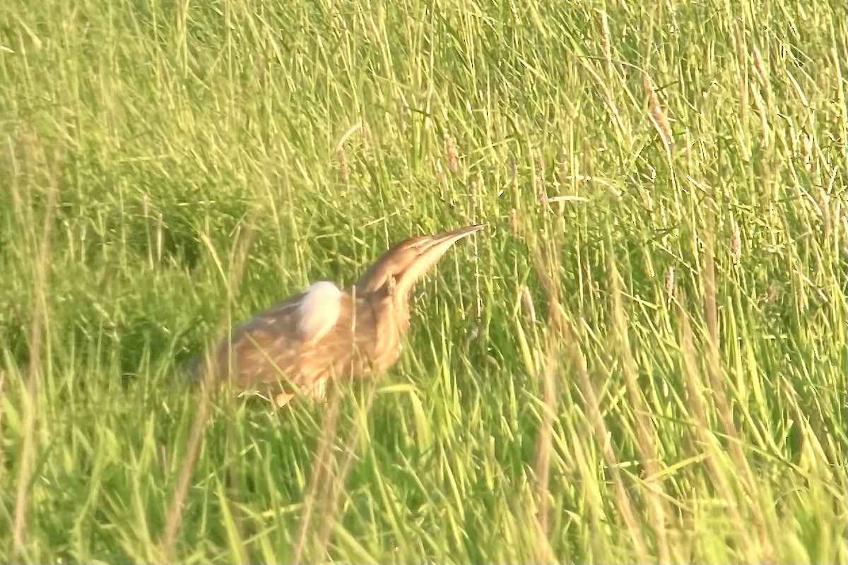 American Bittern - Michael Karpinko