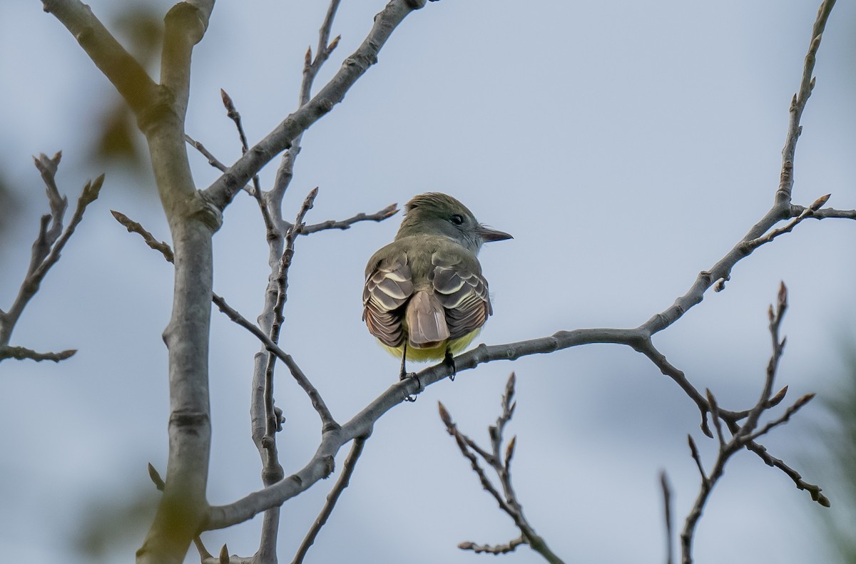 Great Crested Flycatcher - ismael chavez