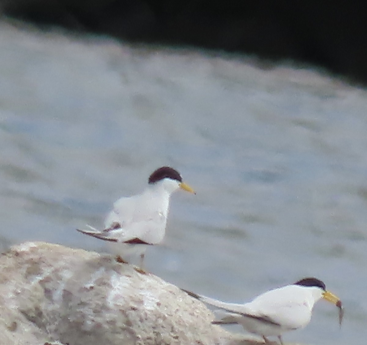 Least Tern - Kathleen Rawdon