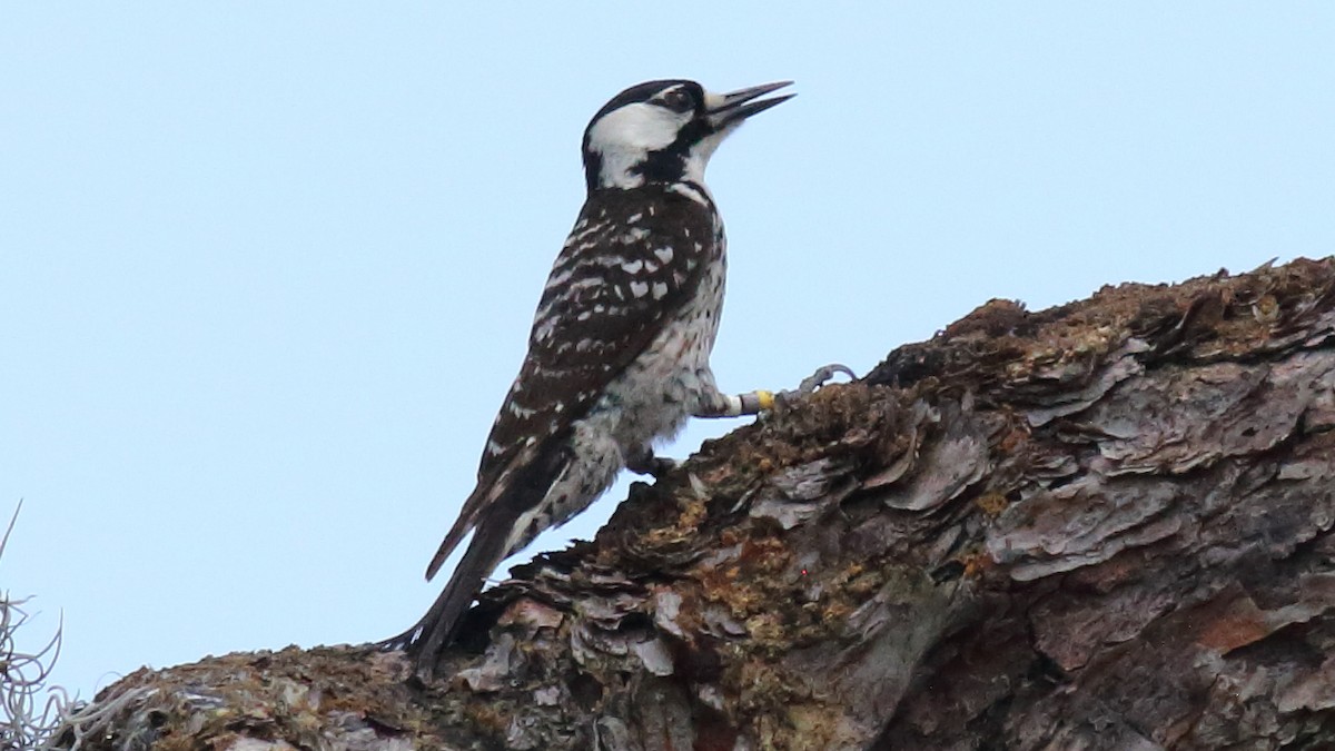 Red-cockaded Woodpecker - Rick Folkening