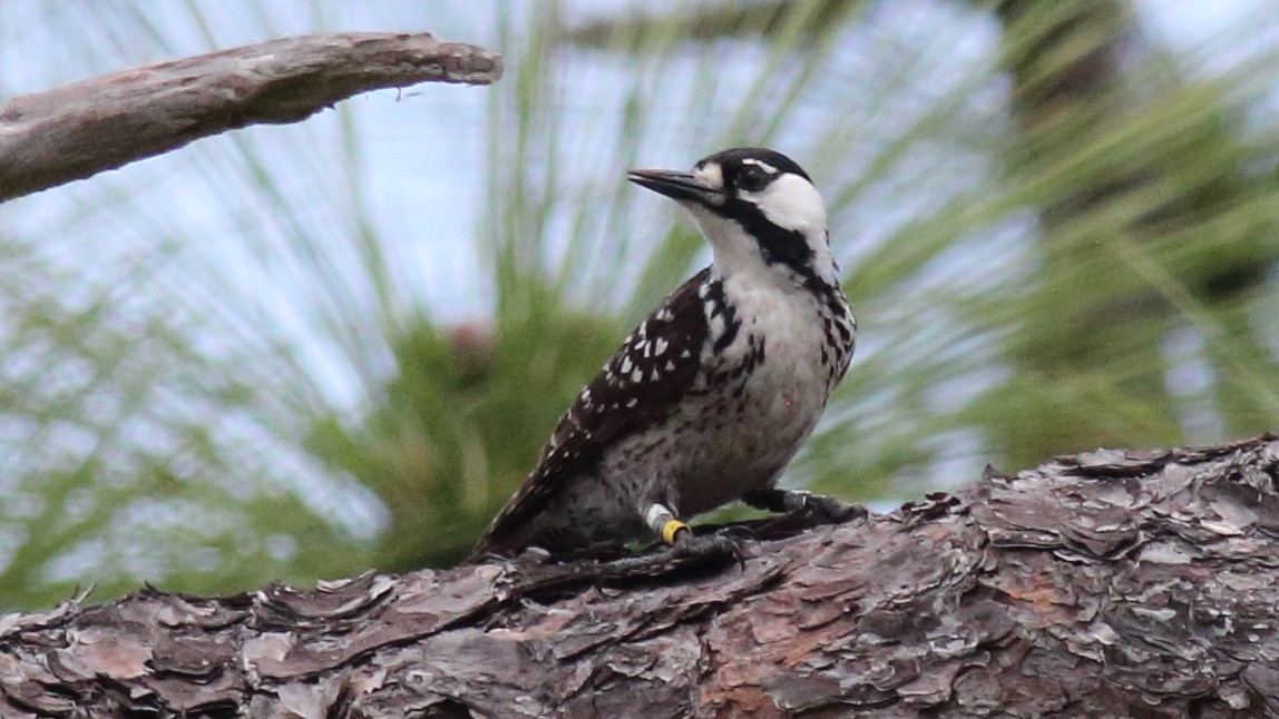 Red-cockaded Woodpecker - Rick Folkening