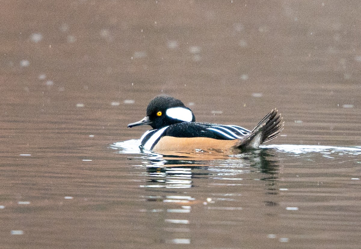 Hooded Merganser - Marcus Müller