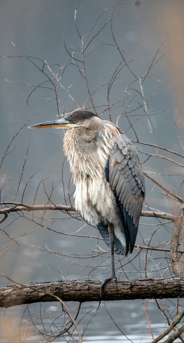 Great Blue Heron - Marcus Müller