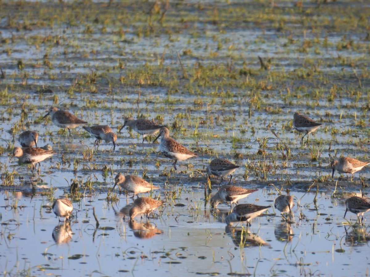 Dunlin - Jay Solanki