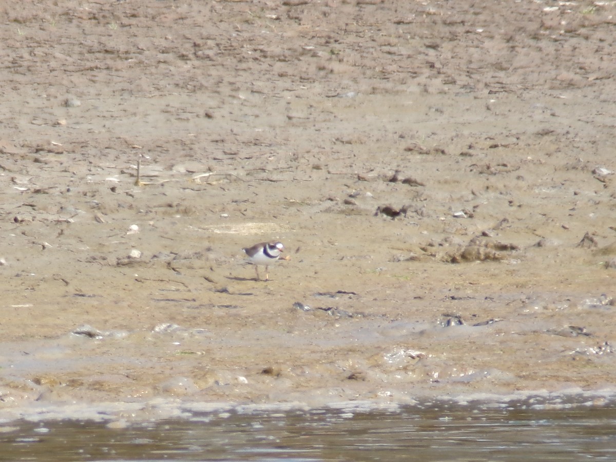 Semipalmated Plover - Ross Rabkin