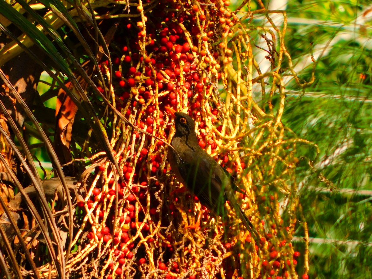 Great Thrush - ubaque club