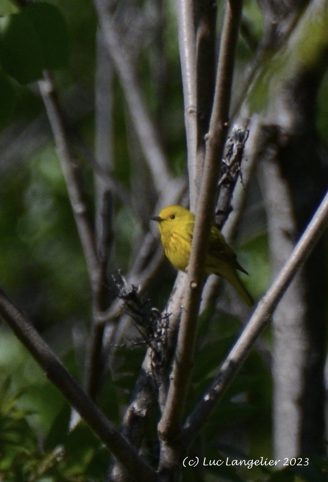 Yellow Warbler - ML618853598
