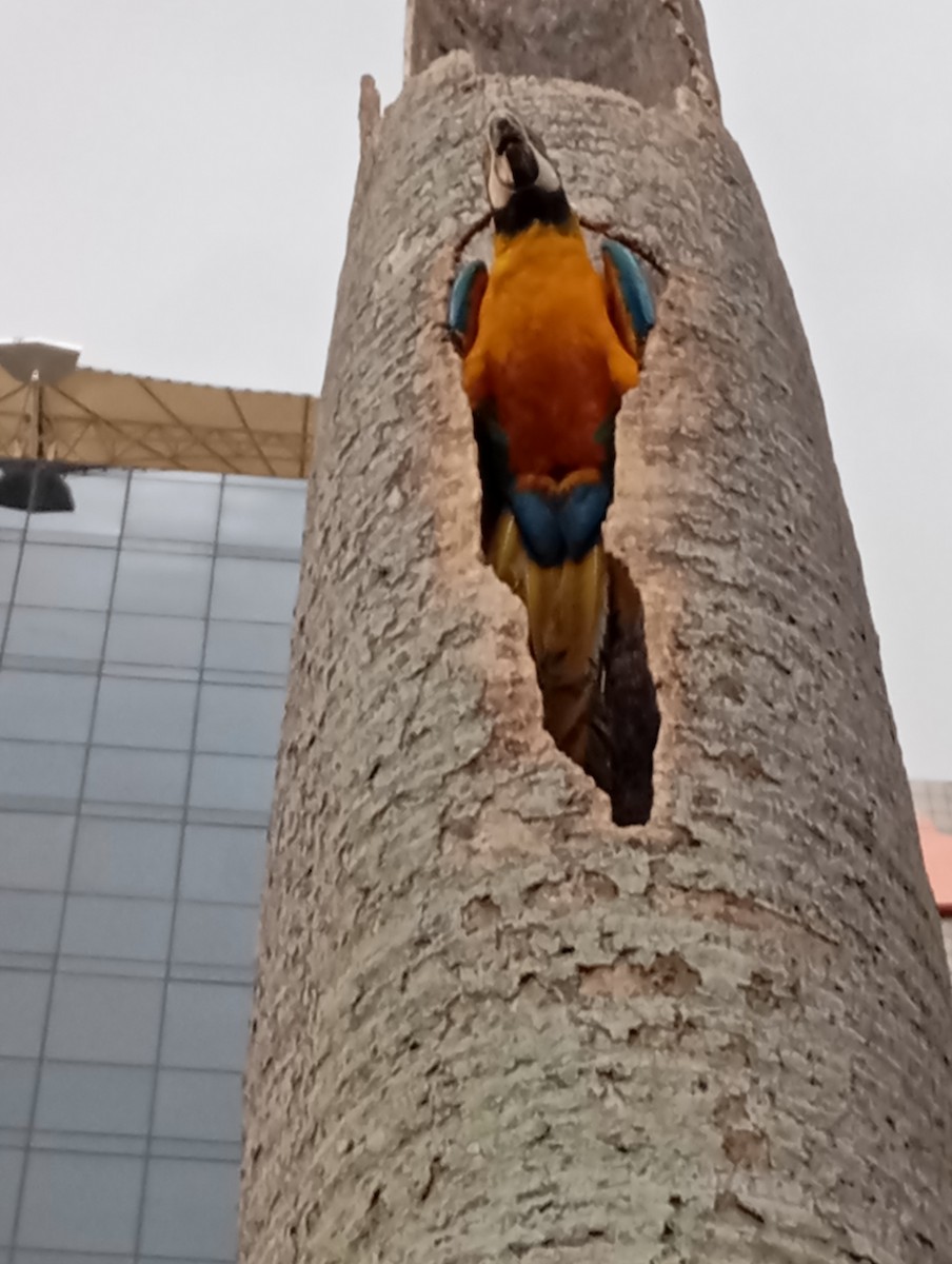 Blue-and-yellow Macaw - Fabrizio Migliore Supelano