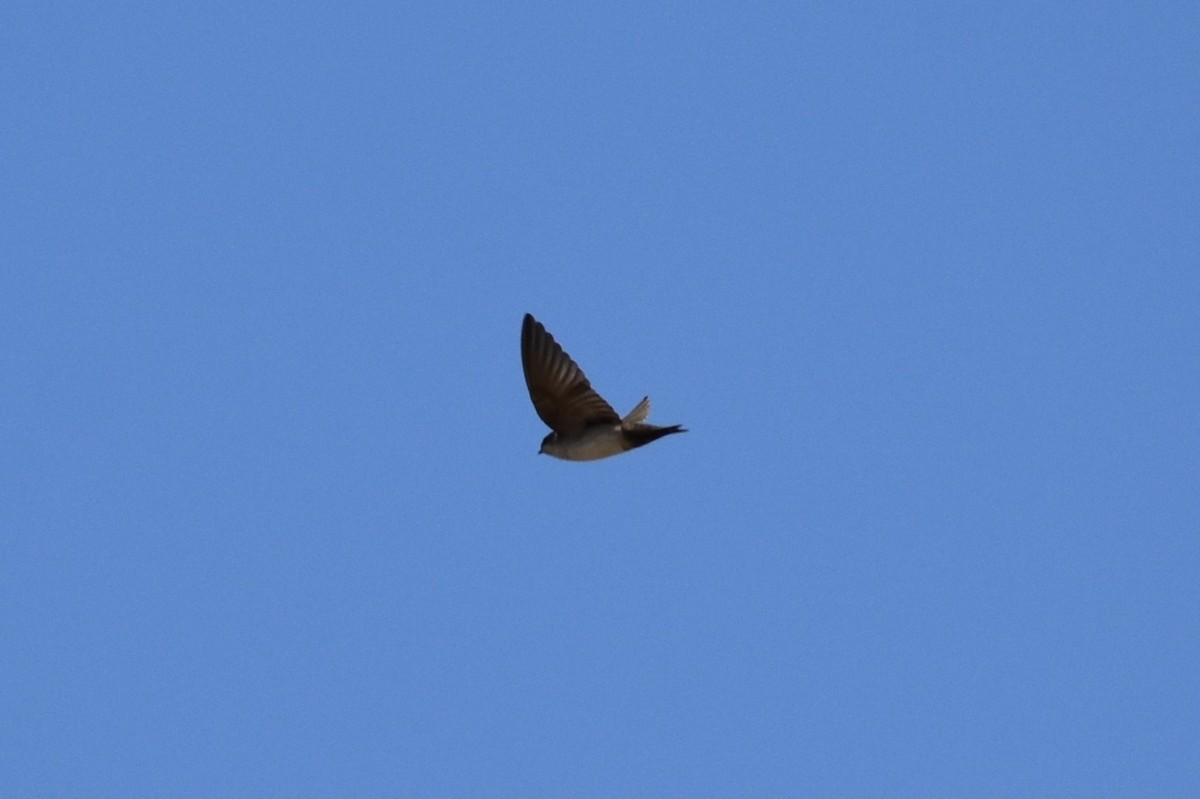 Blue-and-white Swallow - Lucero Odar