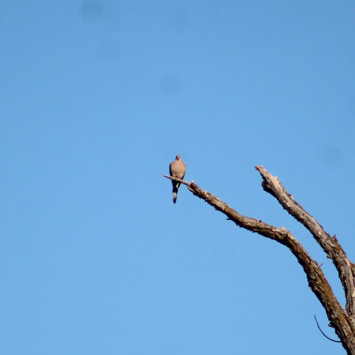 Mourning Dove - ML618853603