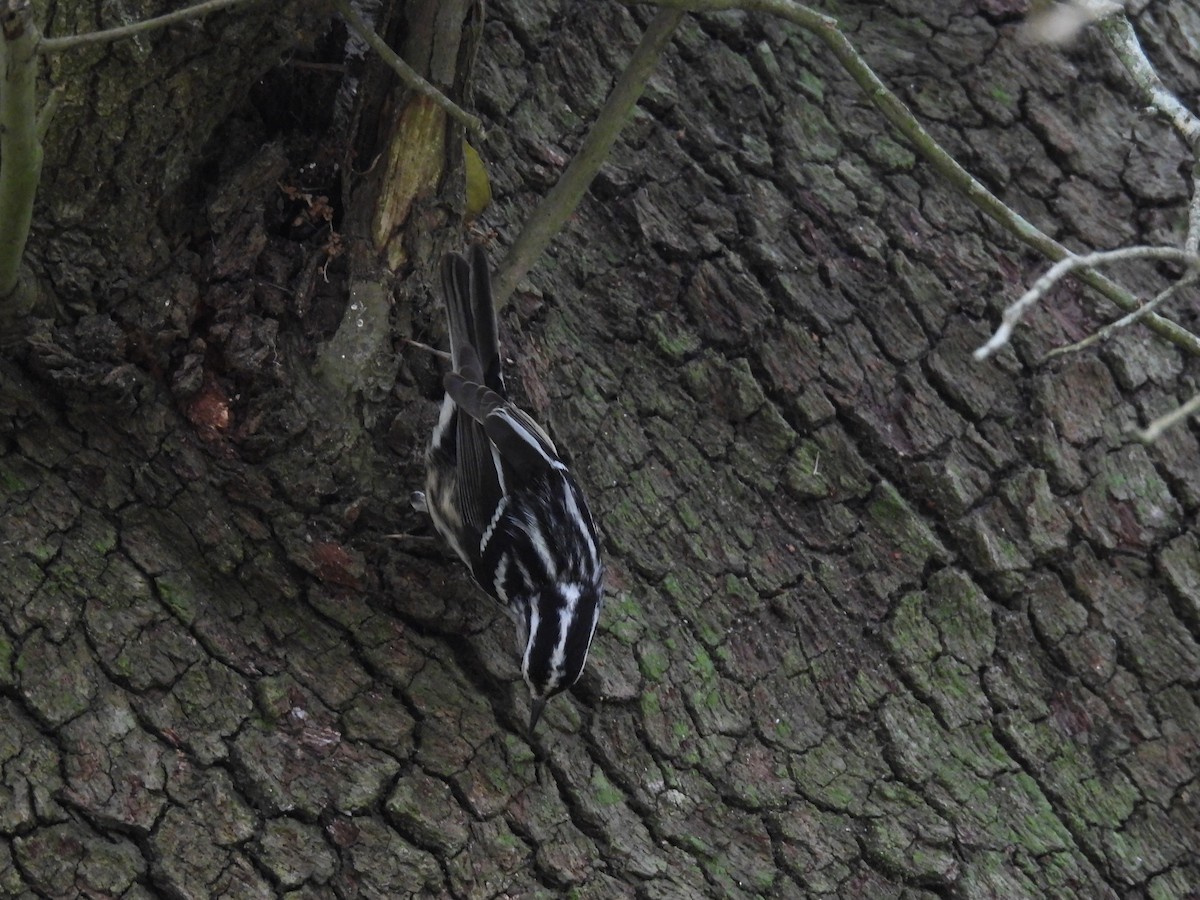 Black-and-white Warbler - Kevin Sitton