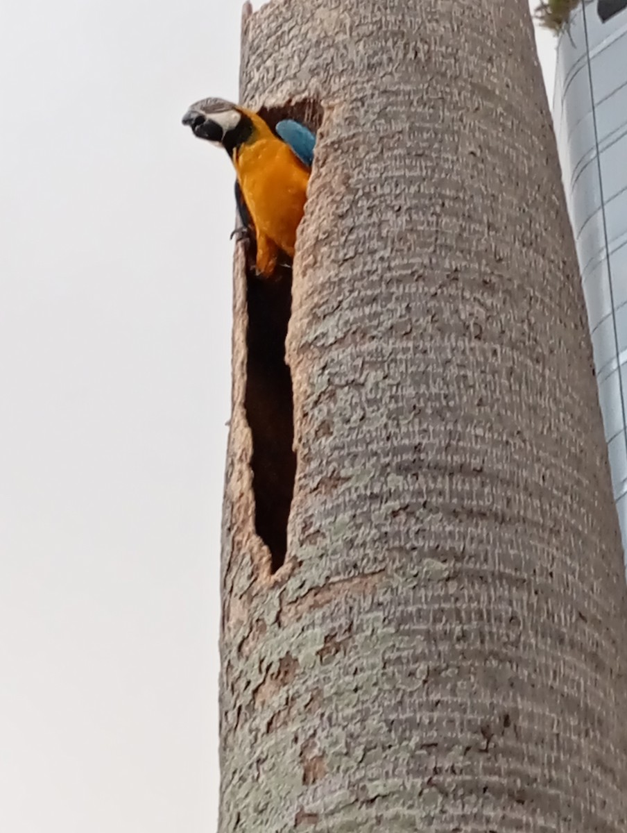 Blue-and-yellow Macaw - Fabrizio Migliore Supelano