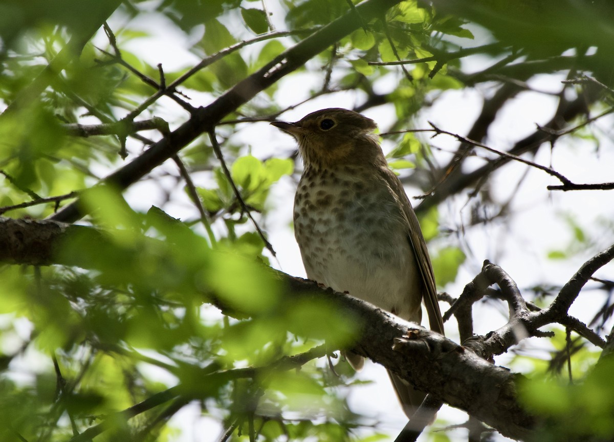 Swainson's Thrush - John Arthur