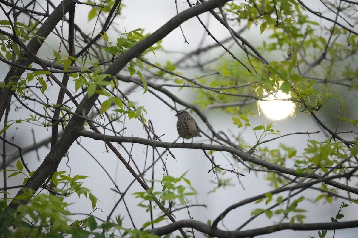 White-crowned Sparrow (leucophrys) - M Kelly