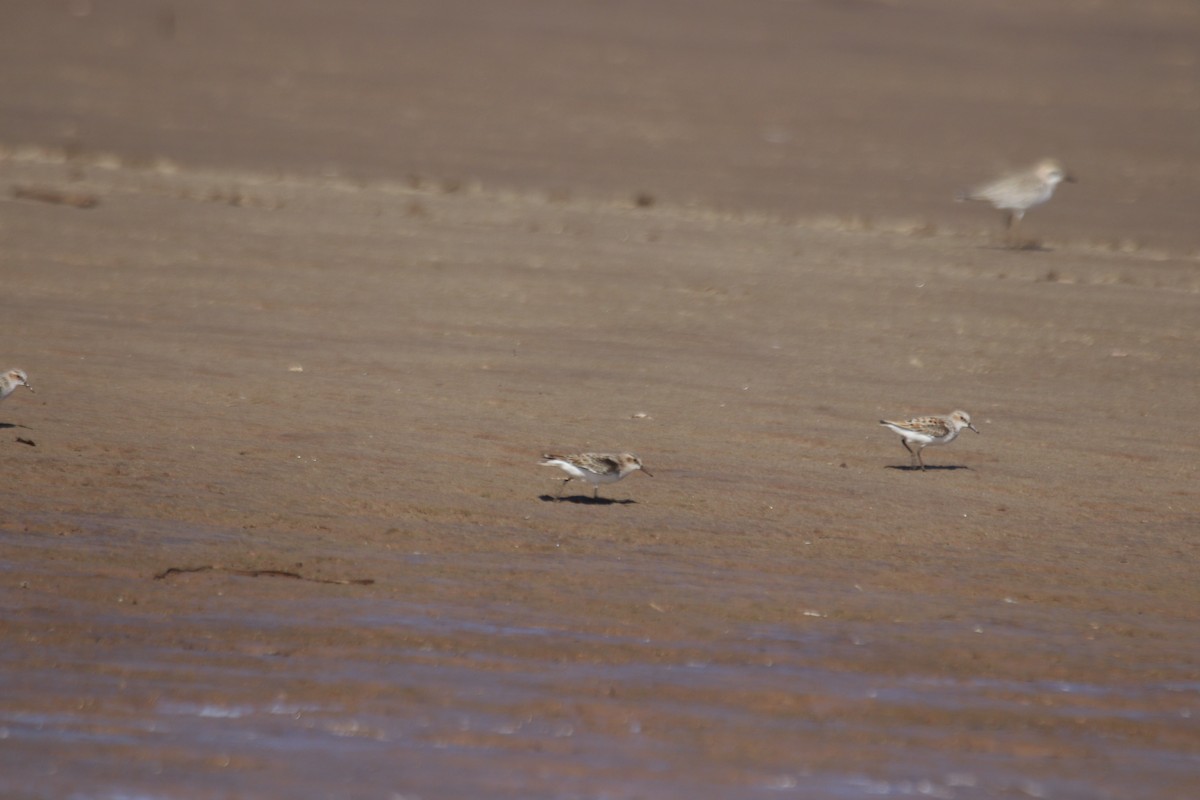 Little Stint - James Apolloh ~Freelance Tour Guide