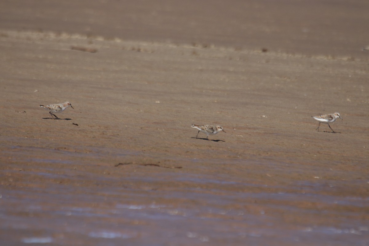 Little Stint - James Apolloh ~Freelance Tour Guide