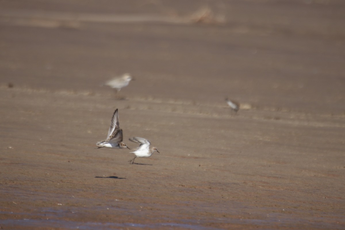 Little Stint - James Apolloh ~Freelance Tour Guide