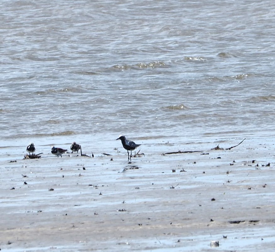 Black-bellied Plover - Andre Coquerel