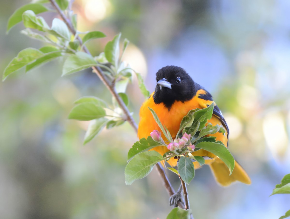 Baltimore Oriole - Daniel Thibault