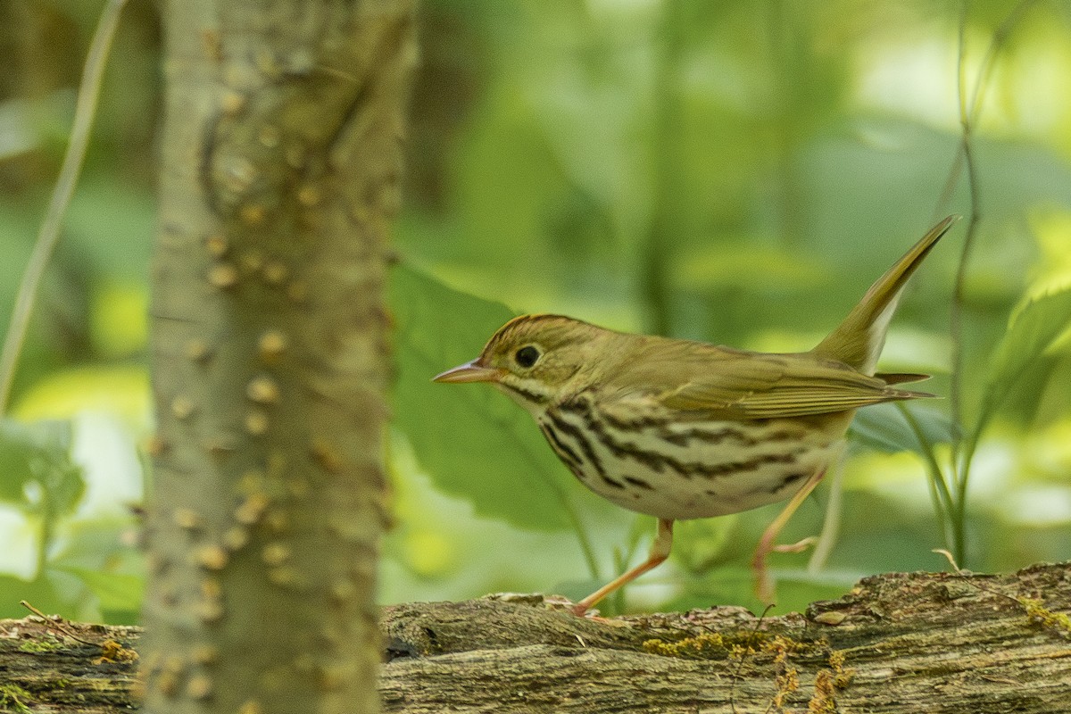 Ovenbird - ML618853677