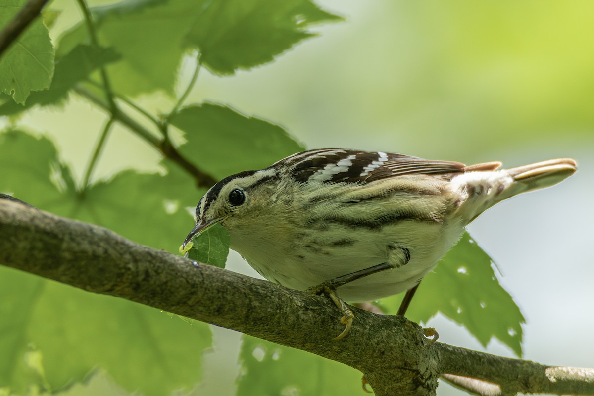 Black-and-white Warbler - ML618853686