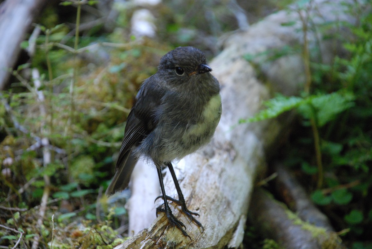 South Island Robin - Andrew Plant