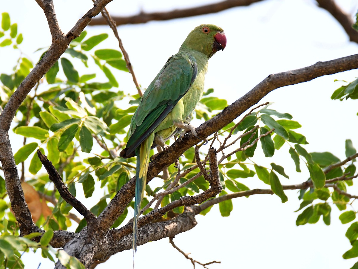 Rose-ringed Parakeet - ML618853690