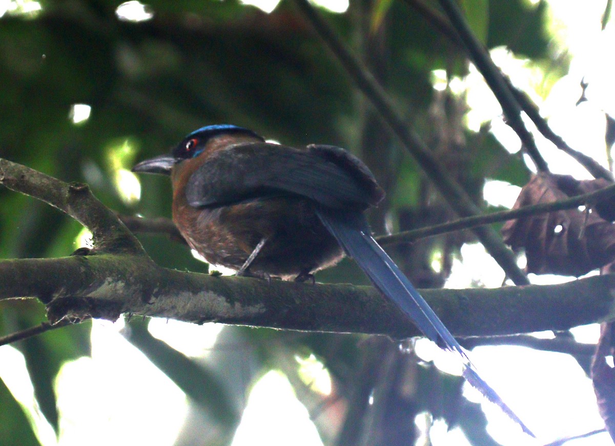 Andean Motmot - ML618853697