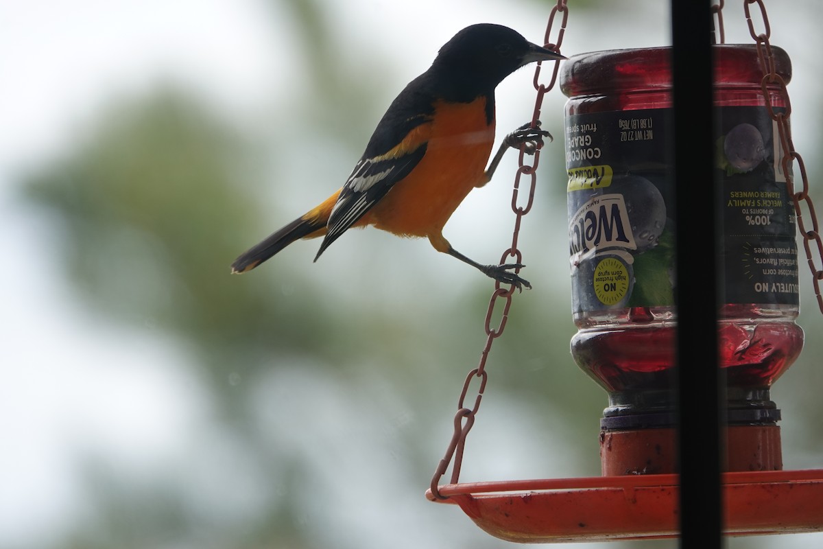 Baltimore Oriole - Marlin and Connie Andrus