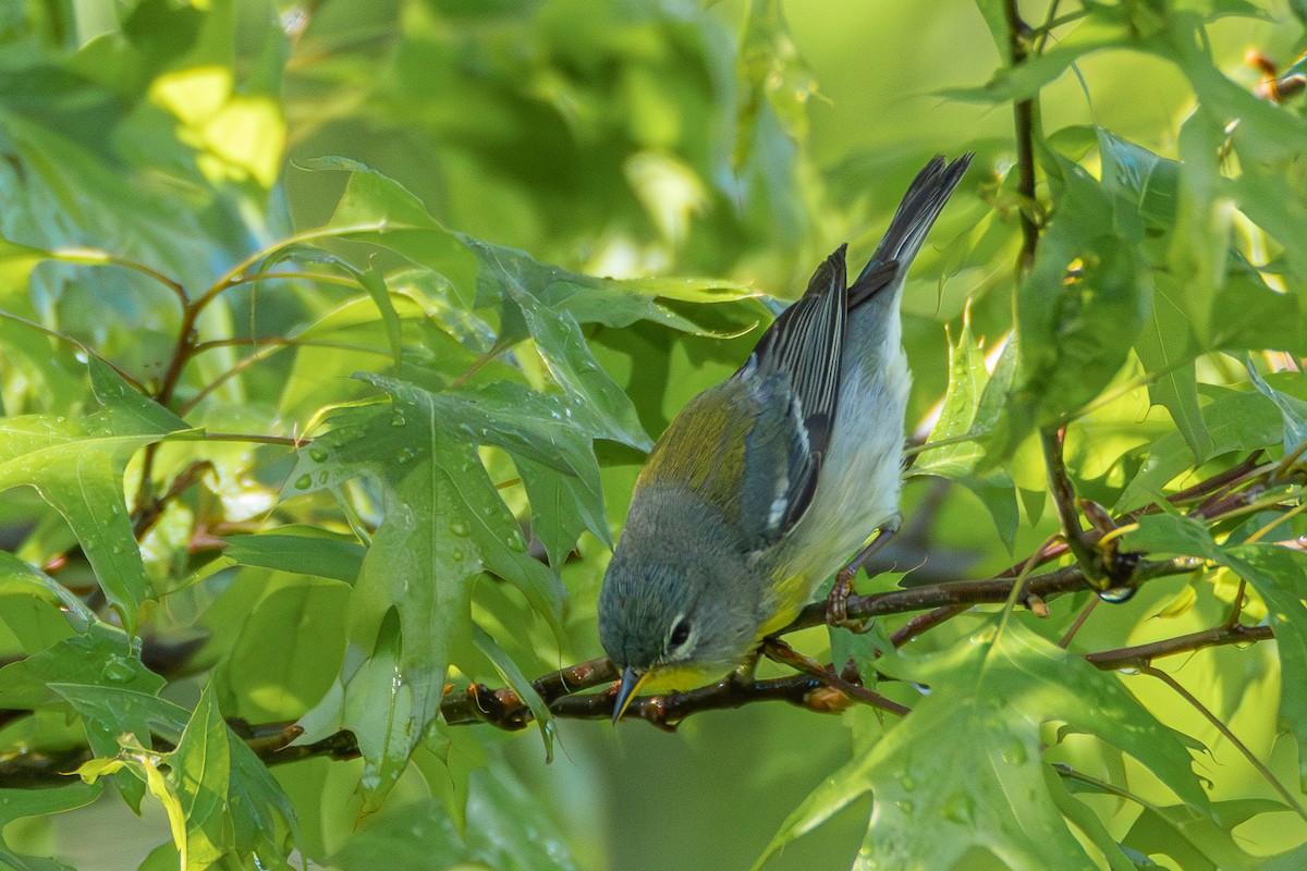 Northern Parula - ML618853712