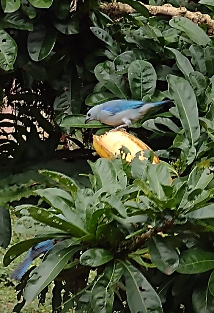 Blue-gray Tanager - ML618853726