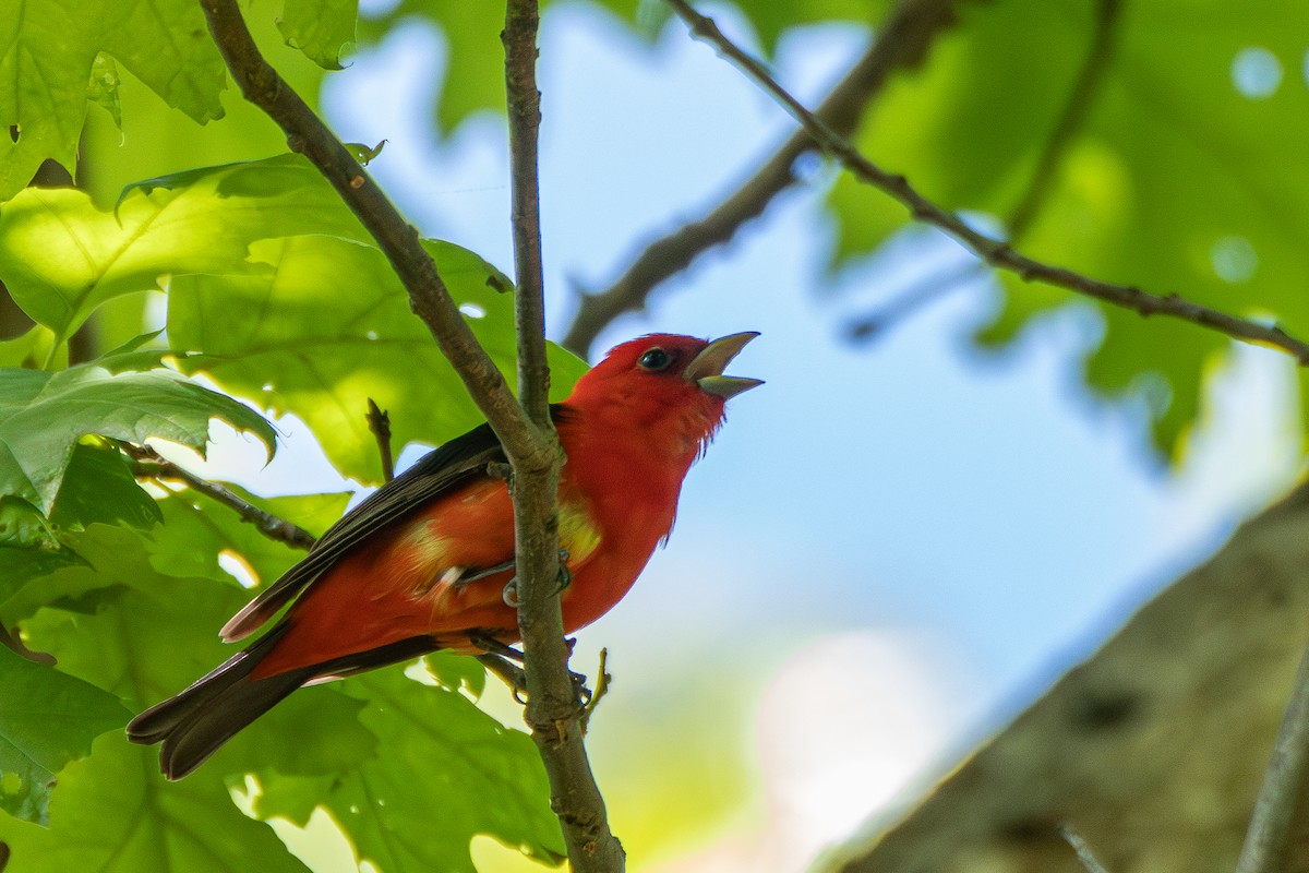 Scarlet Tanager - ML618853728